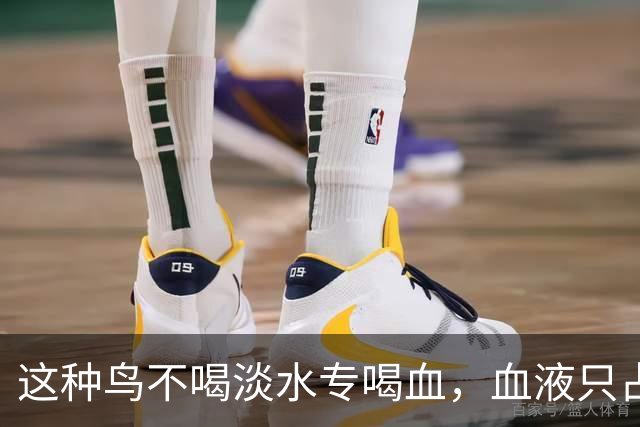 这种鸟不喝淡水专喝血，血液只占食谱十分之一